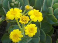 In flower