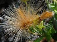 Seedheads