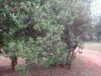 Ozoroa obovata tree