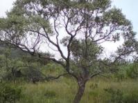 Ozoroa paniculosa tree
