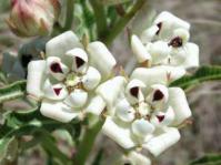 Flowers of P.schinzianus