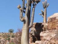 Pachypodium namaquanum