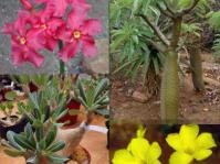 Pachypodium species