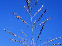 Panicum maximum