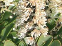 Flower head