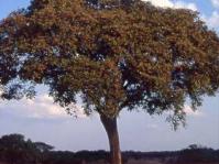 Parinari curatellifolia tree