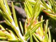 Close up of flowers