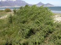 Passerina ericoides growing near Cape Town