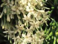 Flowers of Pavetta gardeniifolia