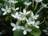 P. revoluta Image Geoff Nichols