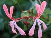 Pelargonium acetosum