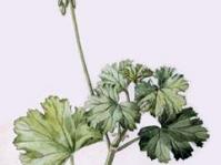 Illustration of P. acraeum by M.E. Connell