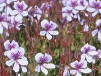 Pelargonium betulinum