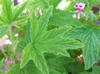 Leaves