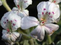 Pelargonium crassicaule flowers