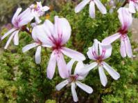 Pelargonium crispum