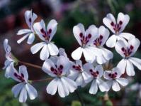 Pelargonium echinatum