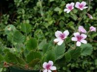 Growing in a pot