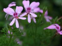 Pelargonium fruticosum flowers and foliage