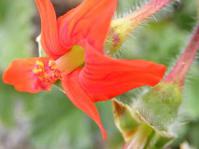 Pelargonium fulgidum flower