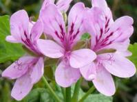 Pelargonium glutinosum flowers