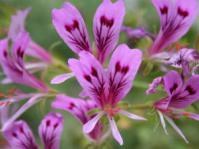Pelargonium grandiflorum flowers