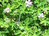 Pelargonium graveleons