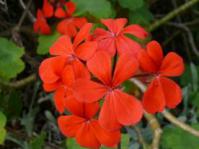 Flower head