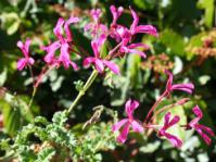 Image of flowers