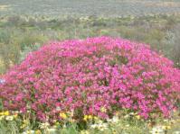 Pelargonium magenteum in habitat