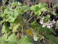 Plant in flower