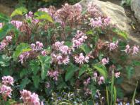 Pelargonium cordifolium