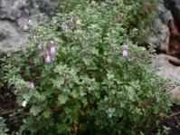 Plant in flower