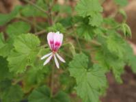 Flowers and leaves