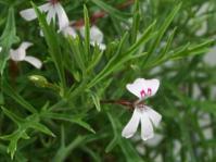 Pelargonium laevigatum leaves and flowers