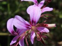 Flowers of Pelargonium multicaule