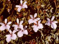 In flower