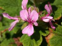 Pelargonium panduriforme flower