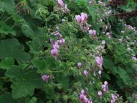 Pelargonium papilionaceum shrub
