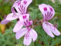 Pelargonium quercifolium flowers
