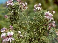 Pelargonium radens flowers