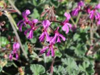 Pelargonium reniforme 