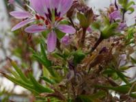 Pelargonium scabrum