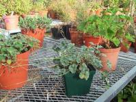Pot of P. sidoides in foreground