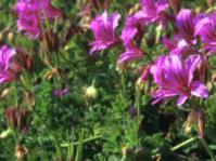 Pelargonium suburbanum subsp. suburbanum