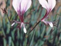 Pelargonium tetragonum