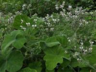 Pelargonium tomentosum