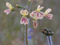 Pelargonium triste flowers