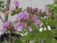 Pelargonium vitifolium shrub