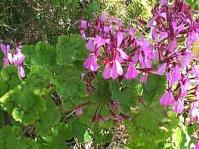 Pelargonium zonale